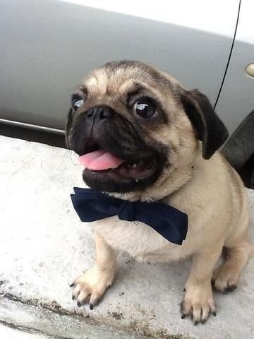 TommyWiseau's tweet image. The Disaster Artist is nominated for an Oscar !  

Share if you want to see @TheRoom in theaters in Feb and March ! 

#TheRoom  #TommyWiseau  #TheDisasterArtist