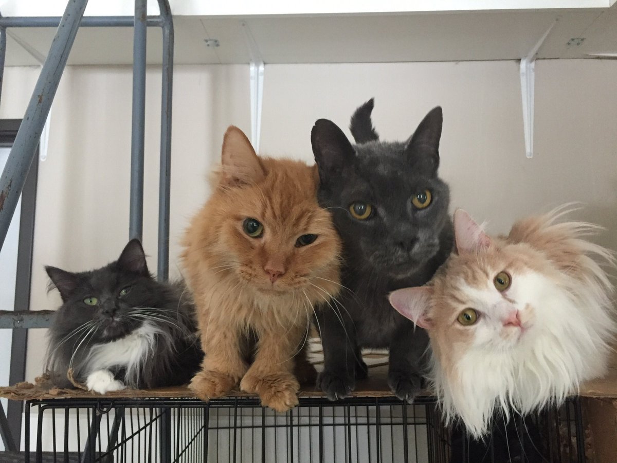 Tomahawk, Cassius, Leonard and Ed!