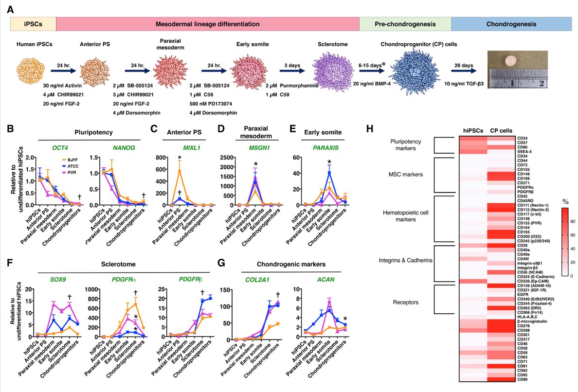 Farshid Guilak (@farsh_g) on Twitter photo Our new human iPSC chondrogenesis protocol using #CRISPR Col2 reporter is up on <a href="/biorxivpreprint/">bioRxiv</a>! w/ <a href="/ChiaLungWu/">Chia-Lung Wu</a> <a href="/ShaunakAdkar/">Shaunak Adkar</a> <a href="/amandarose_615/">Amanda Daniel, PhD</a> <a href="/wustlcrm/">WashU Center of Reg Med</a> biorxiv.org/content/early/… Our new human iPSC chondrogenesis protocol using #CRISPR Col2 reporter is up on <a href="/biorxivpreprint/">bioRxiv</a>! w/ <a href="/ChiaLungWu/">Chia-Lung Wu</a> <a href="/ShaunakAdkar/">Shaunak Adkar</a> <a href="/amandarose_615/">Amanda Daniel, PhD</a> <a href="/wustlcrm/">WashU Center of Reg Med</a> biorxiv.org/content/early/…