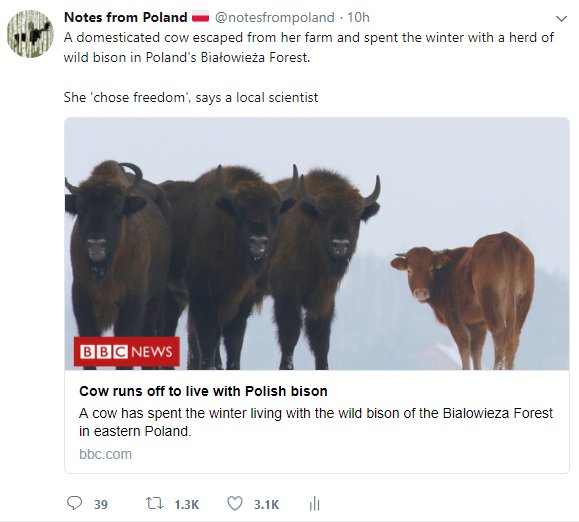 notesfrompoland's tweet photo. You spend your time trying to write about serious news, foster a broader understanding of Polish politics and culture - but of course it's #freedomcow that goes viral. Credit to @BBCMonitoring's #NewsFromElsewhere for a great story https://t.co/FDRgosO2Zv