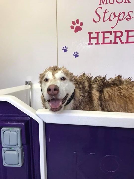 Alfie getting a good scrub <a href="/BarkPark/">박경원</a> #Pembroke Dock #Pembrokeshire no longer has odour of Fox poo 😁👍