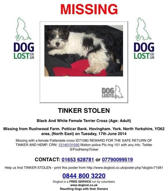 Mollie the Pug tweet media