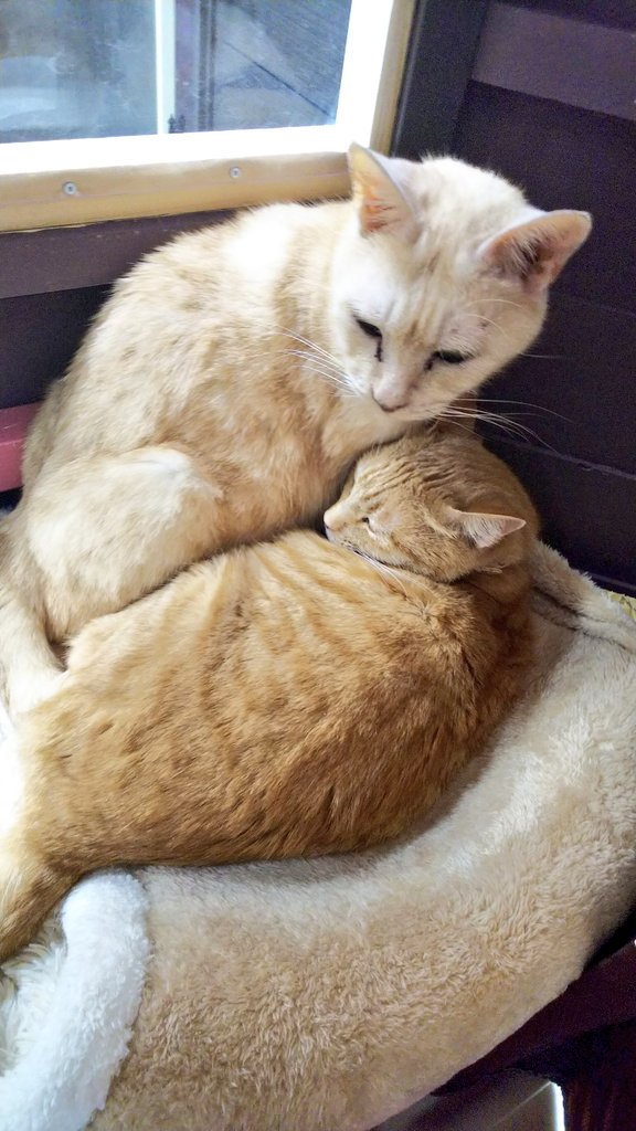 ねこ広場 Nekohiroba17 Twitter ねこ広場 Nekohiroba17 Twitter