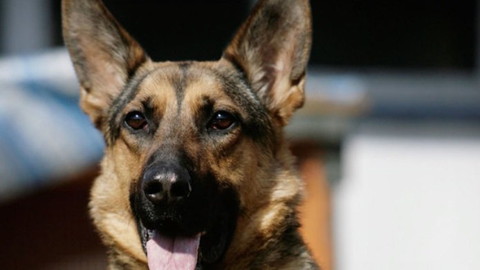 Man resisting arrest bites police dog, police say bit.ly/2n8q1io?utm_so… https://t.co/hQnLkvnOB0