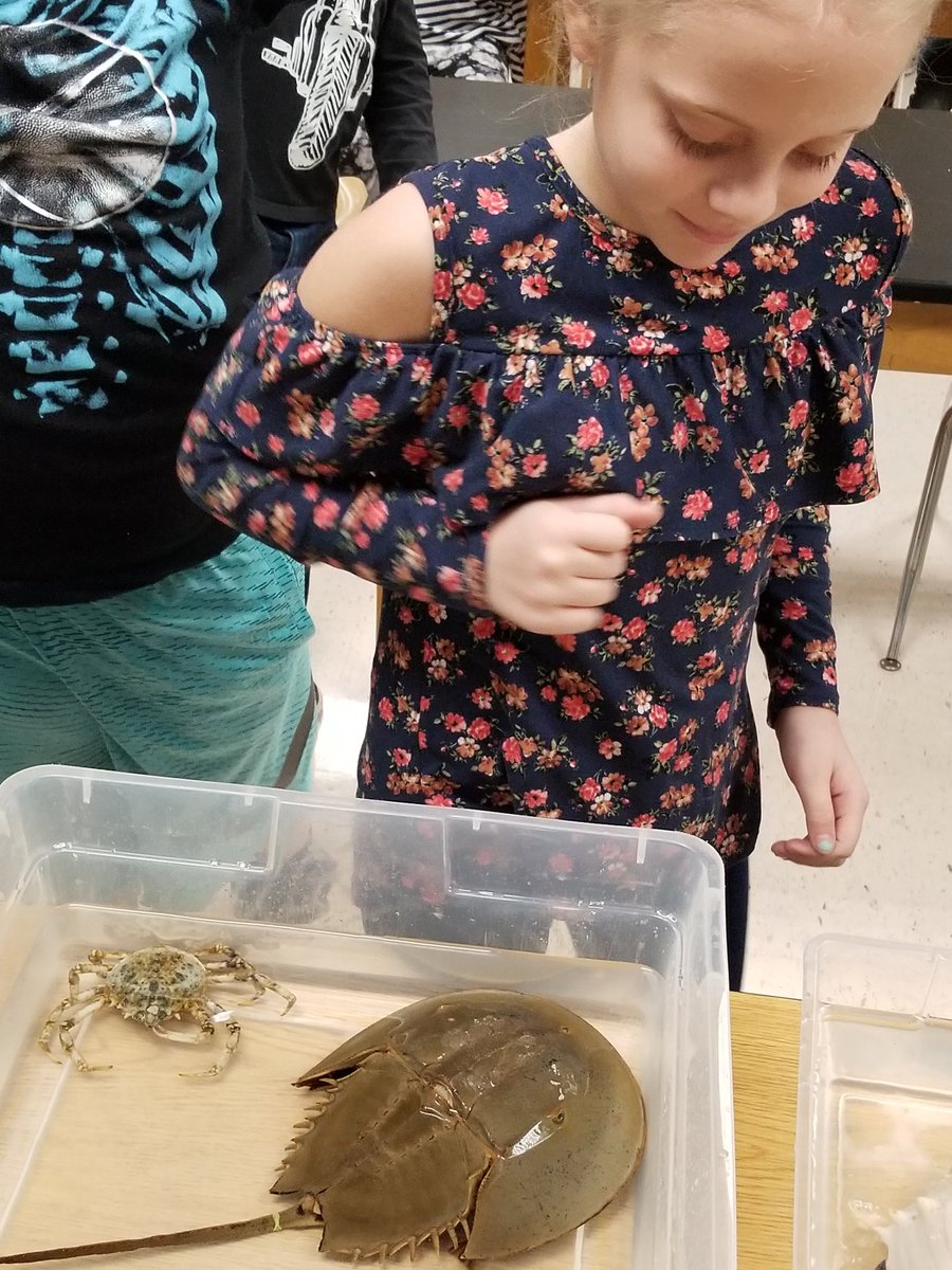 MissB105's tweet photo. So much fun, and maybe a little creepy, meeting some aquatic friends from the Virginia Aquarium today! #slimy #goalsarehigh_GBI https://t.co/UTFjiYtZ9i