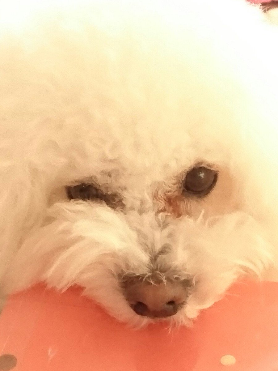 獅子丸 On Twitter きょうは名古屋市も雪景色 空き箱で一人 遊び ビションフリーゼ獅子丸 名古屋