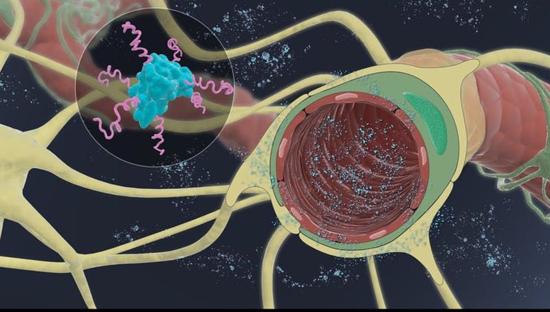 wyssinstitute's tweet photo. Wyss researchers are identifying peptides that overcome the blood-brain barrier as a powerful approach to deliver therapeutics to brain cells. https://t.co/Tg6rGmpEzH https://t.co/7gj3yXQmxc