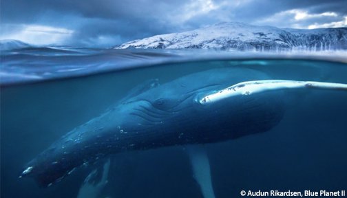 OurOcean's tweet photo. Don't miss out! #BluePlanet2 is airing on @BBCAMERICA https://t.co/y095uPXDWw