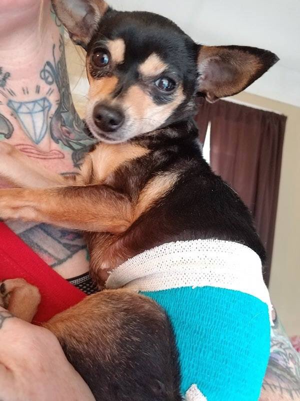 In order for Lilly Monroe to heal properly, all the dead tissue surrounding her wound had to be removed, leaving a gaping hole in little Lilly's body. It will take a couple months of vet visits, wound cleaning, and medication to get her healthy again.  #AdoptDontShop #rescuedog