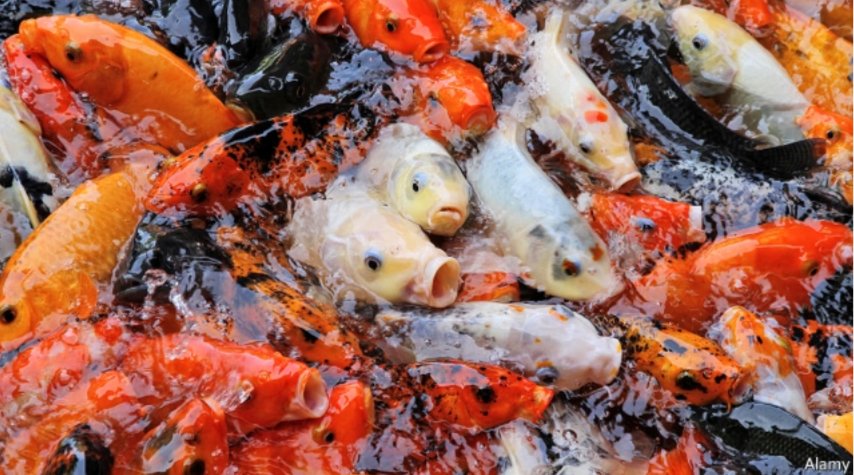 fish20org's tweet photo. The French government experiments with venture capitalism https://t.co/NWmKfULxeU  @TheEconomist Great to see #2017fish20 competitor @Ynsect leading the way with #fishfeed alternatives #VC #invest #VentureCapital #aquaculture https://t.co/qzQJg8IEcj