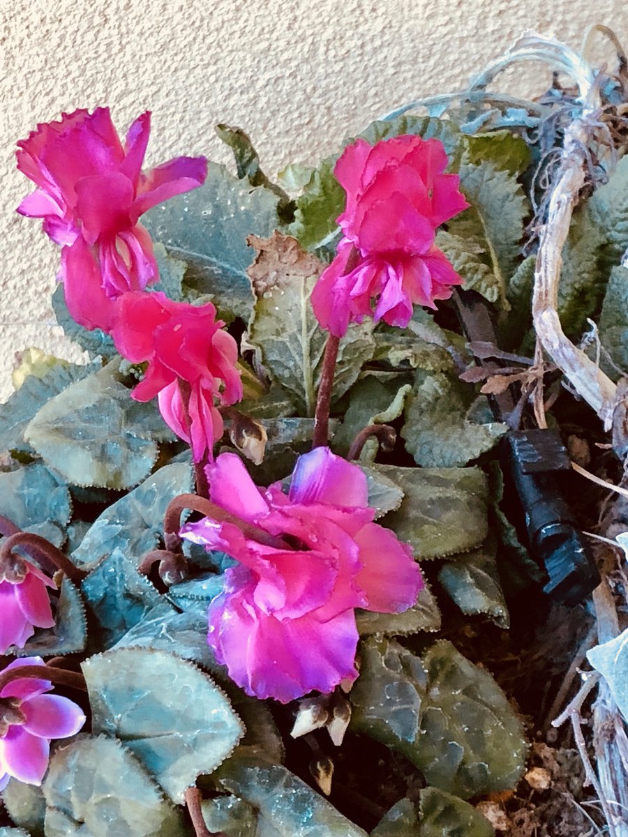 寒波の被害が怖い Twitter Search