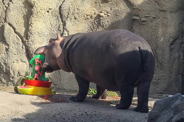 CincinnatiZoo's tweet photo. If you missed Fiona's Birthday Party, presented by Hippo Sak, last Saturday here is a look at all the festivities! #TeamFiona #FionasFirst https://t.co/tLo18PMHZ5 https://t.co/bPSwbTY7OQ