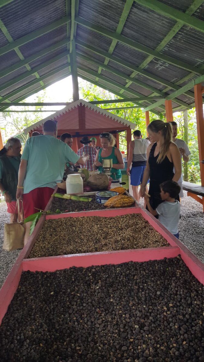 JoseLuisLombard's tweet photo. amazing day #outbackandbeyond in #puntacana. lots of learnings about cacao, coffee, sugarcane, coconuts, cigars & local #domrep culture. @TUIUK https://t.co/RS4yAP5DaJ