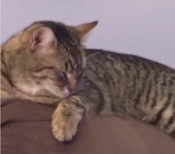 petsonthenet's tweet photo. Papamoa Beach people! Riley the tabby cat is lost. He's nearly two  years old and is a desexed, microchipped male. Lost since January 19th :-(
 Please see his listing on https://t.co/I3dDwwXTKV for more info - https://t.co/sJJfOR7iUk https://t.co/6qVnMicUQ2