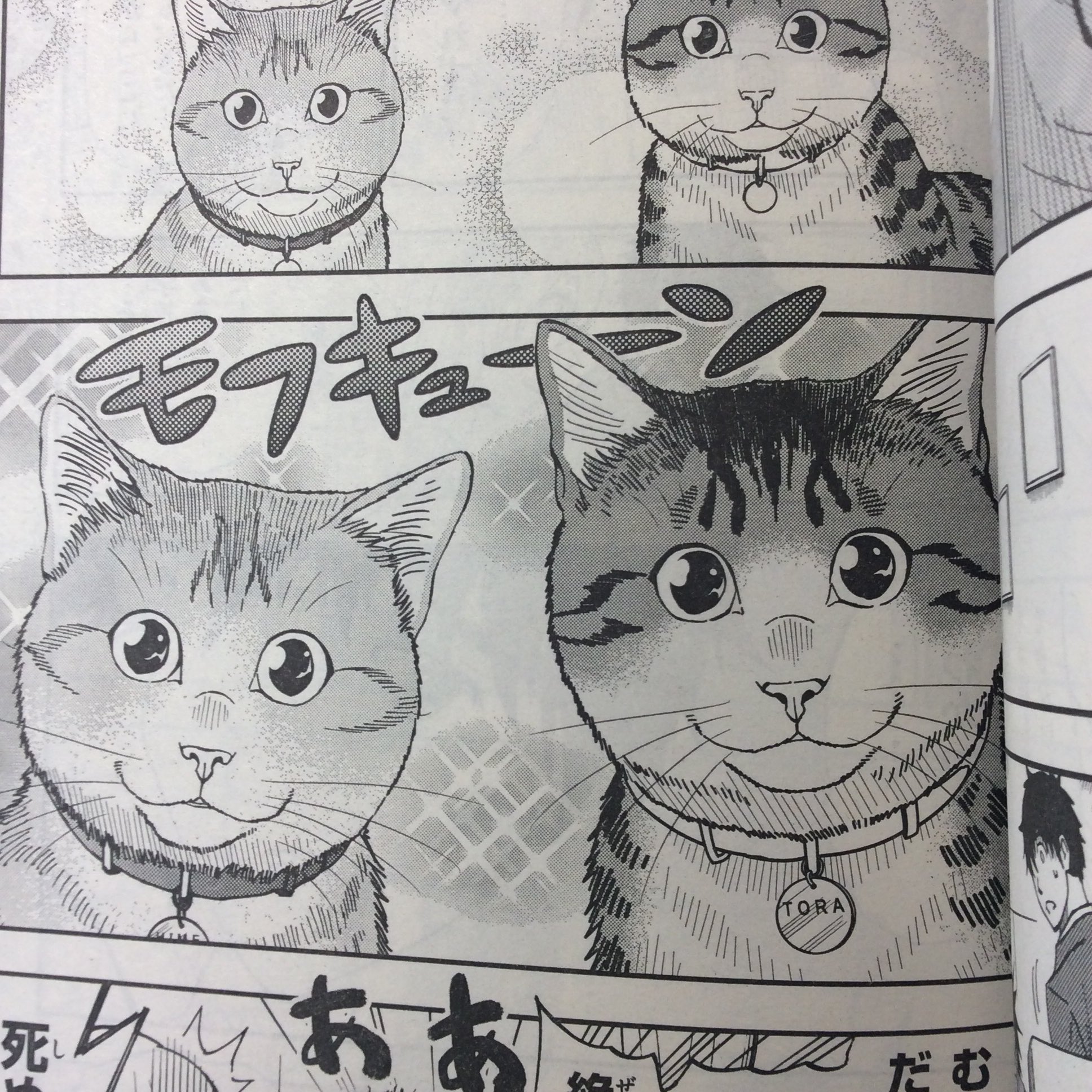 灘谷航 猫暮らしのゲーマーさん 巻5 18日発売 少年サンデーs 最新号に ねこったけ 28話目が載ってます 今回は主人公 富士に訪れた ある転機とそれを見つめるネコのお話です そして次号で最終 灘谷航 猫暮らしのゲーマーさん 巻5 18日発売 少年サンデーs 最新号に ねこったけ 28話目が載ってます 今回は主人公 富士に訪れた ある転機とそれを見つめるネコのお話です そして次号で最終