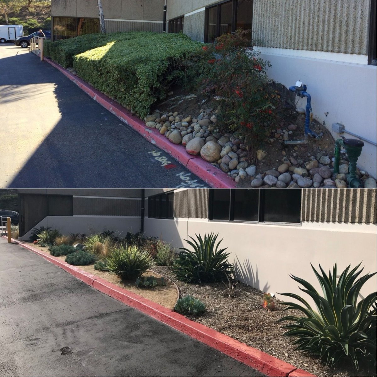 LaBahnsLscape's tweet photo. We love leaving our clients satisfied with beautiful transformations! Installed about a year and a half ago, the plants have really had a chance to grow and fill in. Interested in renovating your landscape? Give us a call!

#SDLandscape #LaBahnIsBest #WaterConservation https://t.co/yh8NB0EeGX