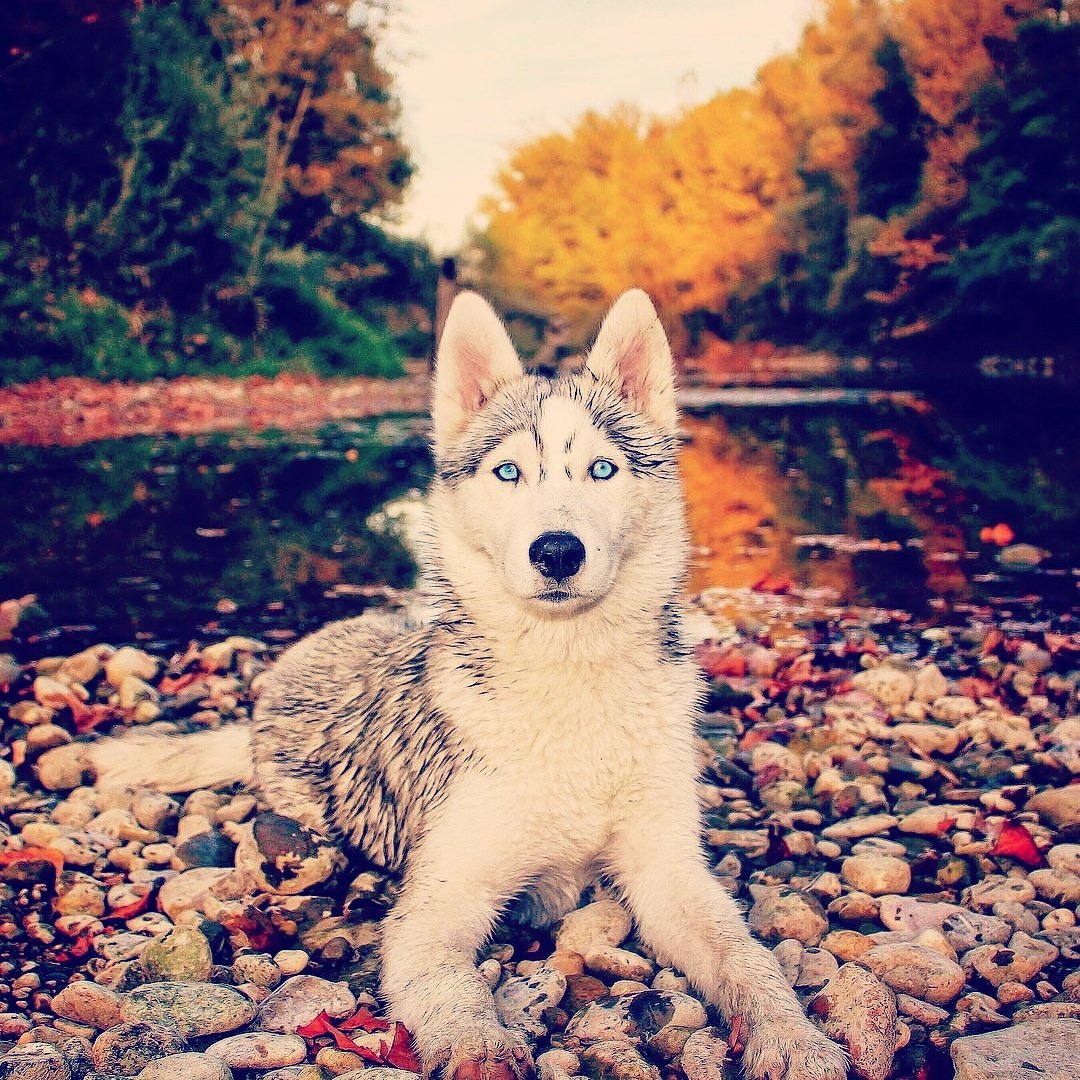 dodoknowsdir's tweet photo. Posing beautiful as they come
#dodoknows #perfectpicture #dogoftheday #pet #pets #petsofinstagram #dogsofinstagram #dogselfie #dogs #doglife #husky #doglover #dogsofinsta #dogsoftwitter #dog #husky #huskypuppy #huskylife #huskylove #huskyoftheday #siberianhusky #siberianhuskies https://t.co/wpeny9MIMQ