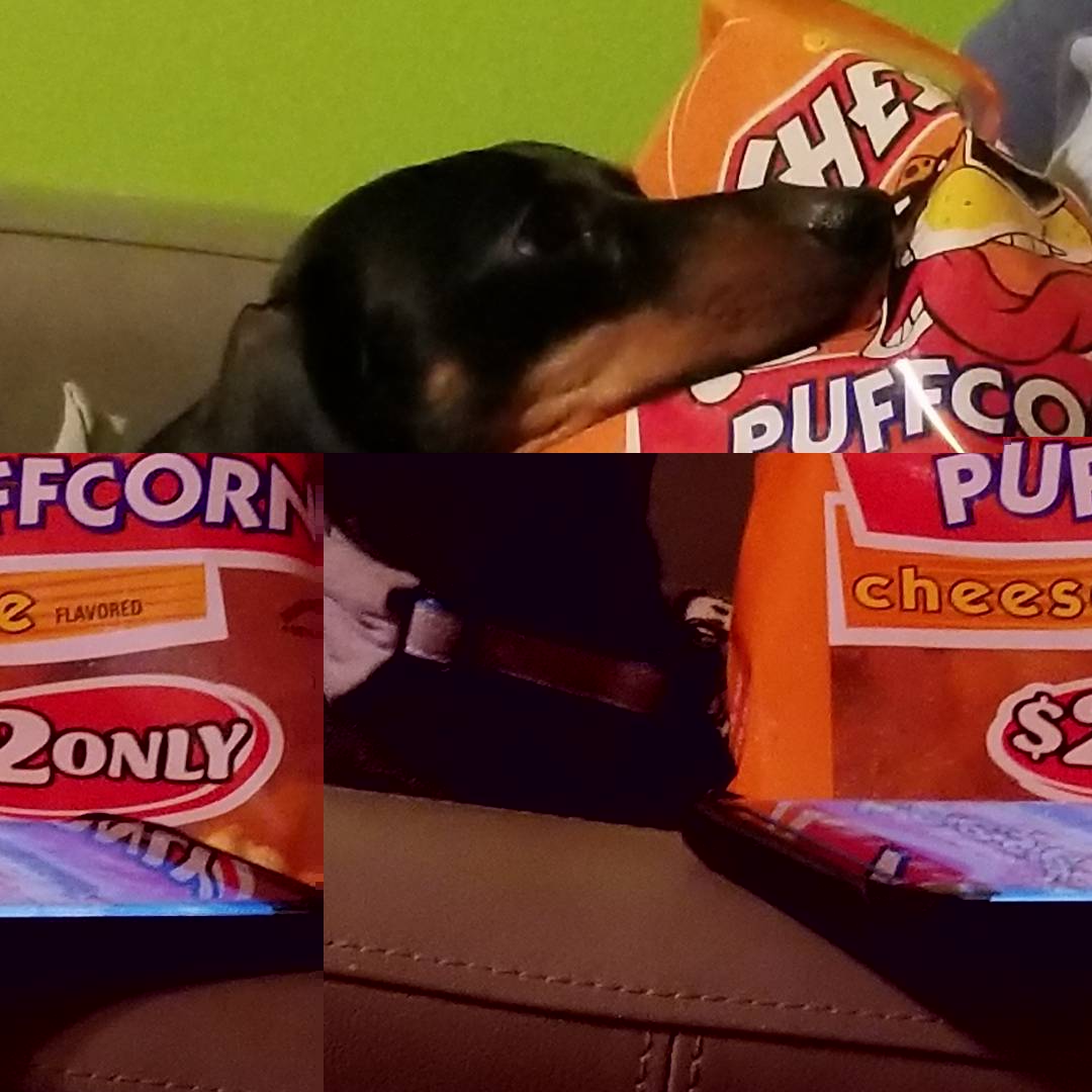 CriderCrew's tweet photo. Thor and Mom are having a Mexican standoff over Cheetos!!! #dogs #dogsoftwitter #doxielove #doxieoftwitter #mexicanstandoff #cheetos #adoptdontshop https://t.co/hlAtG2BPrt