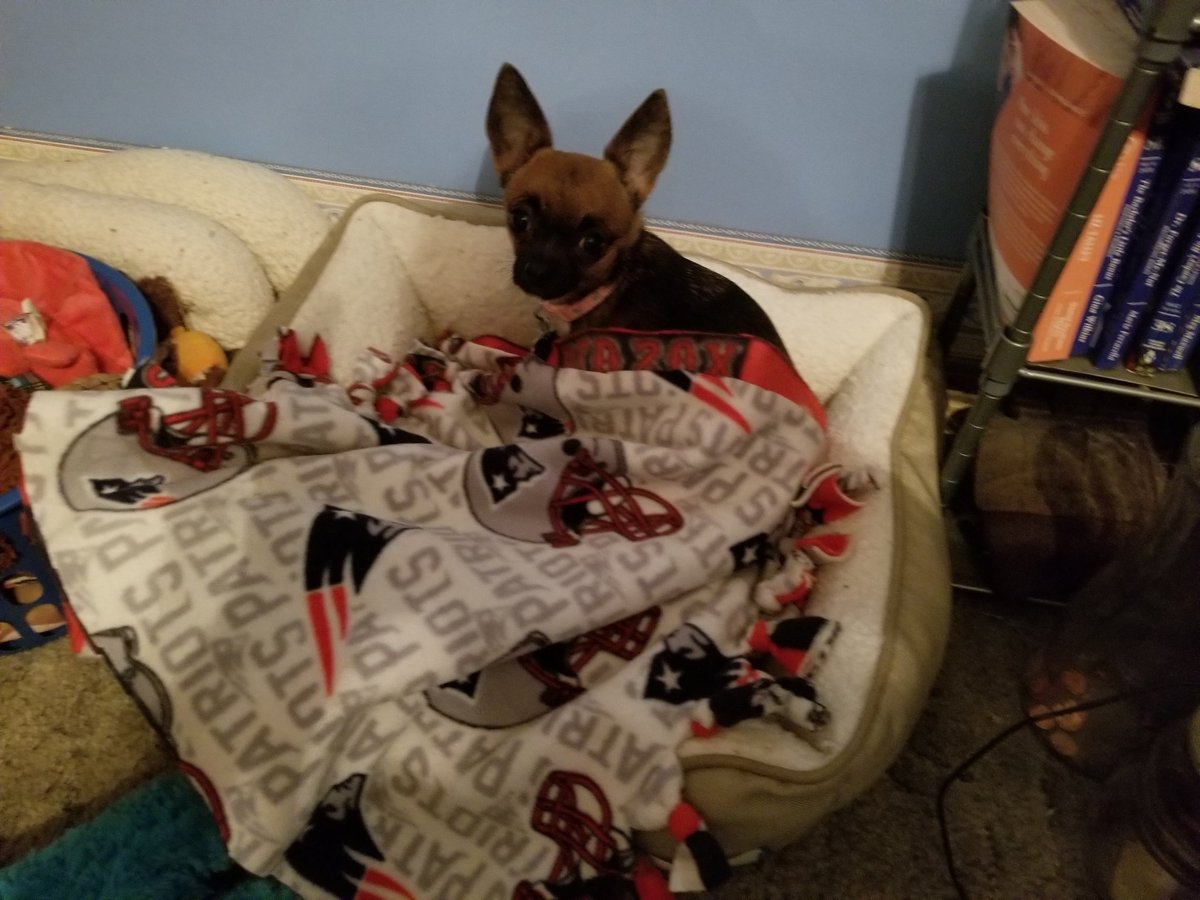 mstweety39's tweet image. #PatsOn7 our 11th month old Chug Bella doesn&apos;t go asleep without rooting for the Patriots