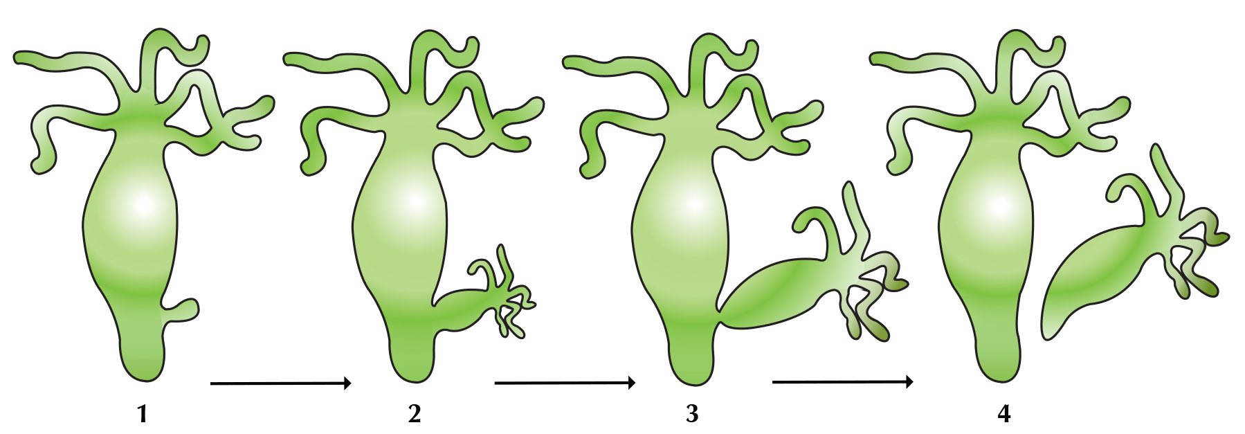 Hydra Reproduction Cycle