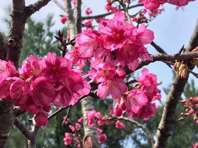 もとぶ八重岳桜まつり