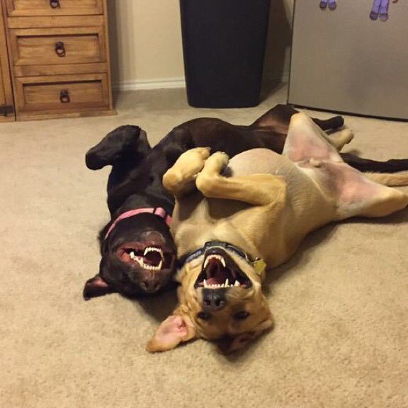 Despite the bad days &amp; mean people, I still believe in good days &amp; kind people. Plus there are always dogs.