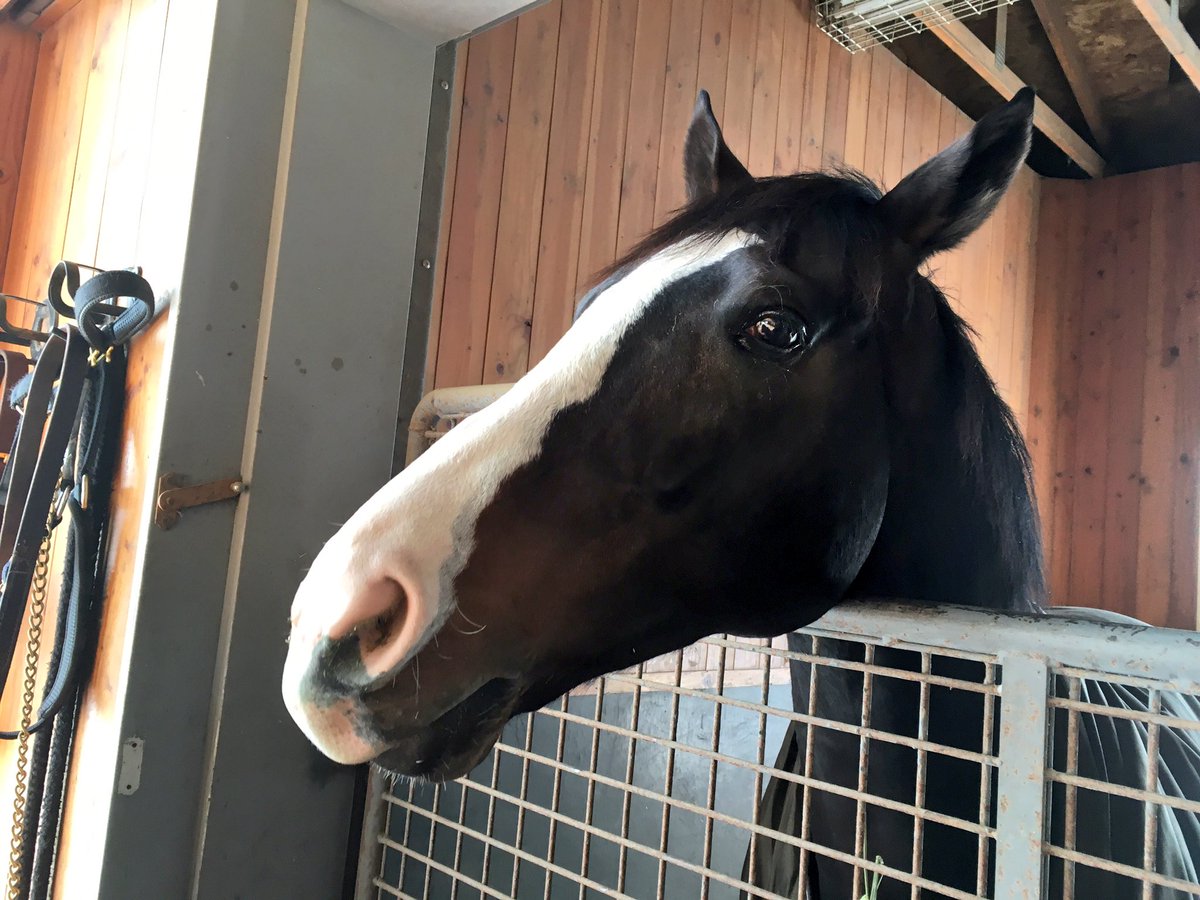 たあちゃ イスラボニータさん おとなしくてかわいい仔です 綺麗な流星がいいですね T Co Hghwpcgmqn Twitter