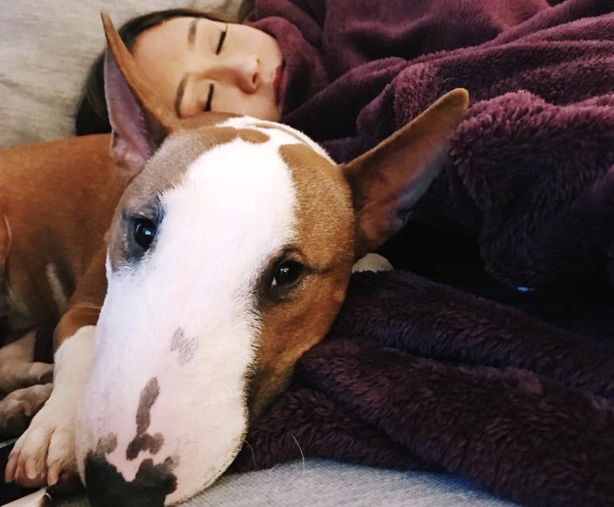 moose the bull terrier