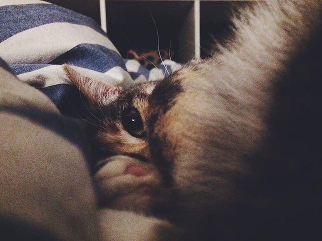Reposting @enlodew:
It’s so fluffy I’m gonna die ♥️
•
•
•
•
#poespassen #juul #cat #kitten #cats #catsofinstagram #portrait #goals