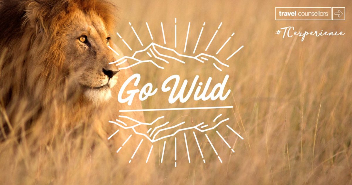 TCworldwide's tweet photo. Whether you’re observing the Big Five through the long grass, watching rare flowers bloom, enjoying mountain views, or touring trendy districts, you’ll have the holiday of a lifetime with these uniquely South African experiences. #TCExperience https://t.co/dS7va7Bkoc https://t.co/s3sTtRSG1V