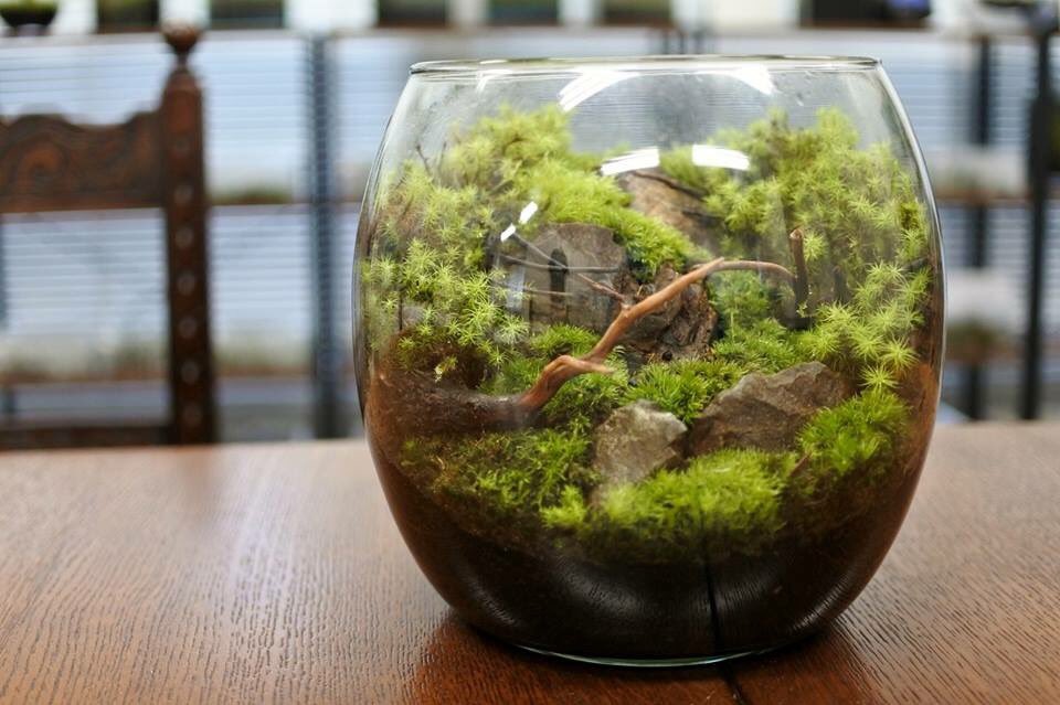 苔（コケ）のインテリア コケリウム on Twitter &quot;今日は作成してから1年が経過したコケリウム（苔テラリウム）をご紹介します。 コケ