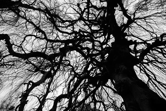 laurentroberg's tweet photo. Root or branches #germany #karlsruhe #tree #park #travel #inmyvan #backpacker #fujifilm #xt2 #fuji https://t.co/upNC8lEKPh