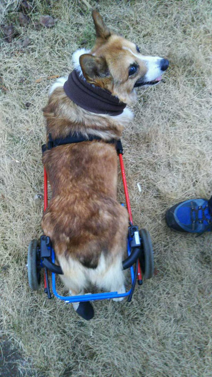 犬用車椅子レンタル 販売わんケア 2輪の車イスをレンタル中のコーギーのこうた君 うまく歩けているそうです うんちもおしっこみ車椅子に乗ったままで大丈夫です コーギー 犬用車椅子 犬の車椅子 犬の歩行器 老犬介護 老犬 高齢犬