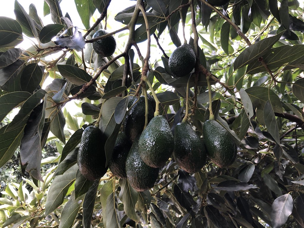 AvolutionFresh's tweet photo. Great Shepard avocado 🥑crop almost ready to go to help solve the national avocado 🥑shortage NQ and CQ are almost set to go with great crops just 3 weeks of starting harvest Not long to go everyone @BushReporter @smh @GoodFruitandVeg @FreshPlaza_com @nytimes @ABCRural @abcnews https://t.co/fZEeJrqrGO