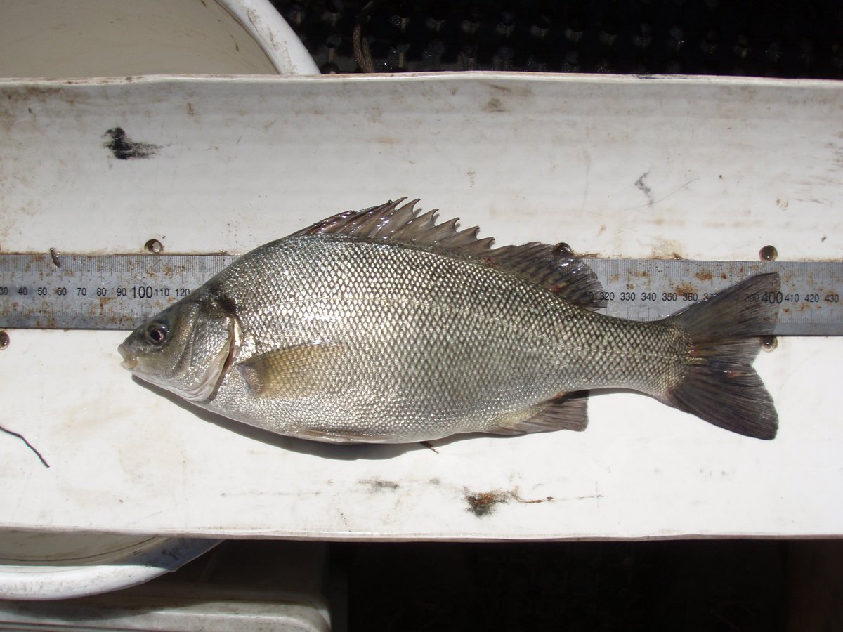 GBCMA's tweet photo. The Goulburn's rising to meet downstream irrigator, enviro &amp; community demand so we're working w our partners to use these flows to attract young silver &amp; golden perch from the Murray to boost the Goulburn's #nativefish nos. More https://t.co/EuMBxOftV9 https://t.co/WccRGCaGyA