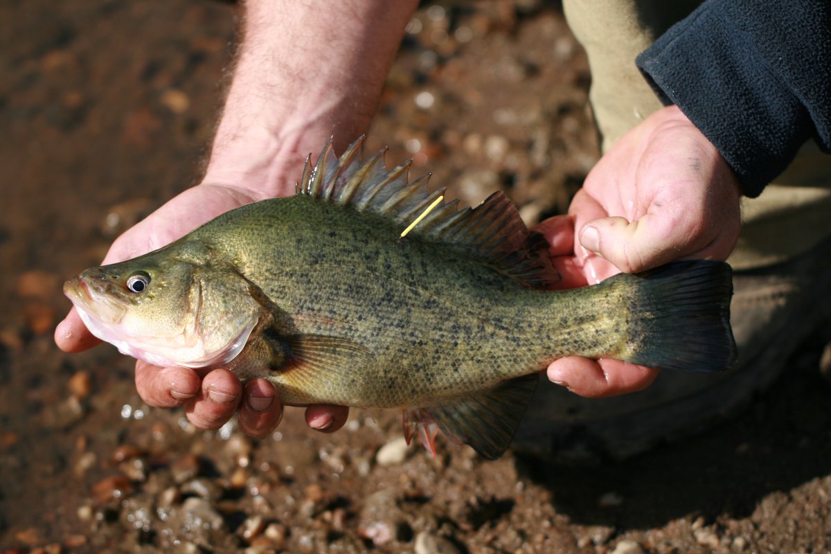 GBCMA's tweet photo. The Goulburn's rising to meet downstream irrigator, enviro &amp; community demand so we're working w our partners to use these flows to attract young silver &amp; golden perch from the Murray to boost the Goulburn's #nativefish nos. More https://t.co/EuMBxOftV9 https://t.co/WccRGCaGyA