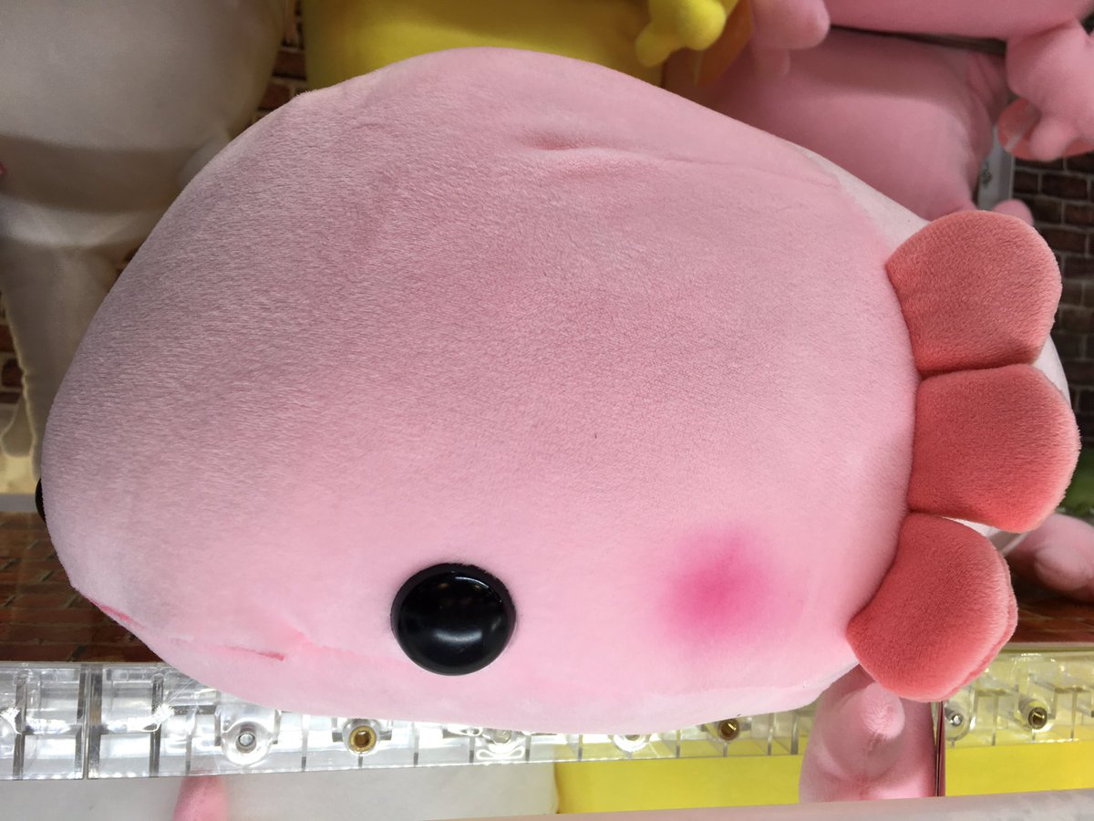 タイトーステーション 大須店 プライズ もちぷにウーパーちゃんbigぬいぐるみ入荷しております W 白黄色ピンクの全3色登場しております 可愛い 癒される 小さいマスコットとともに飾りたい ウーパールーパー好きな方は