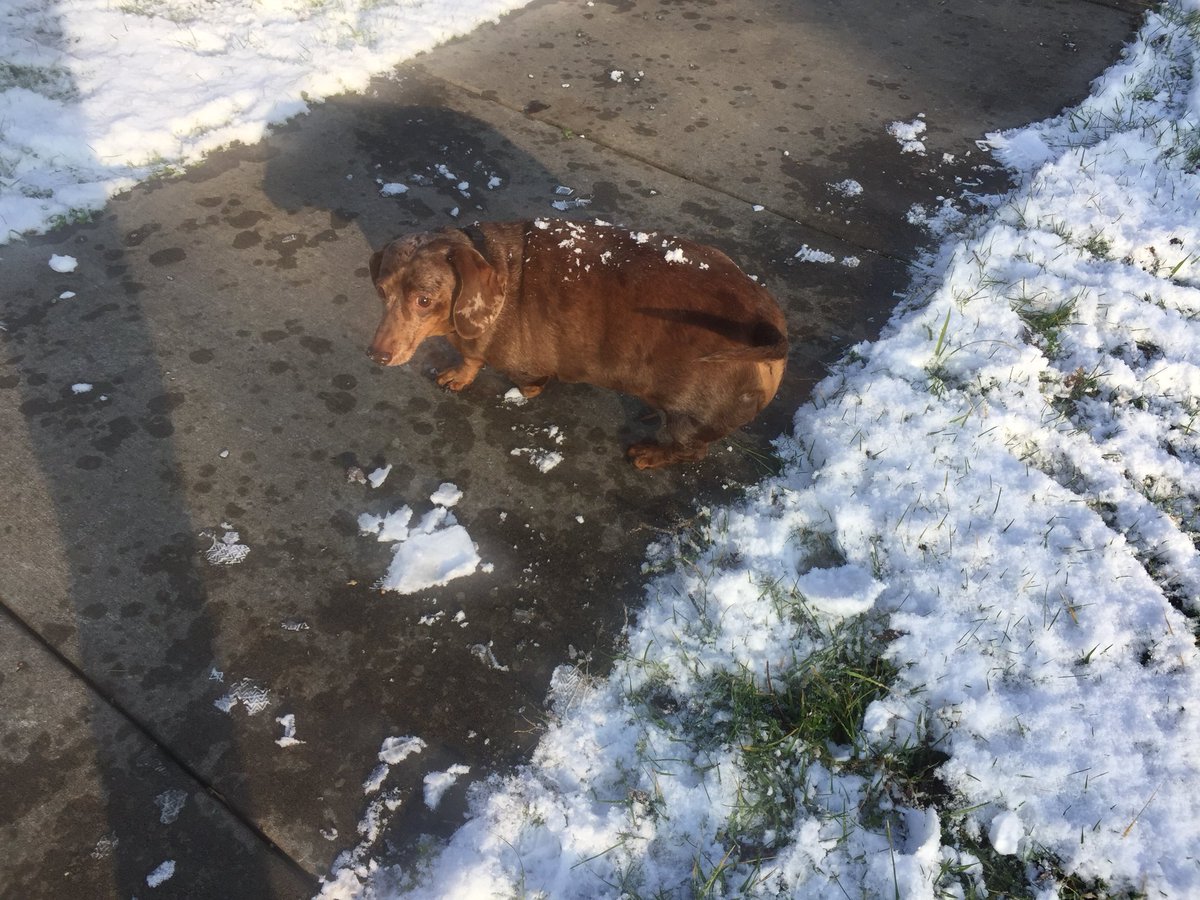 Dog hit by snowball I cried