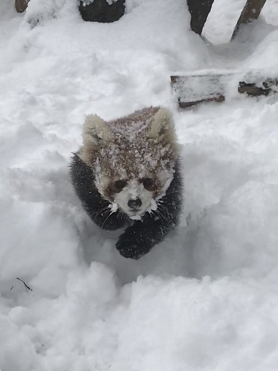 キュン死にしそう 雪を体いっぱいにつけて遊ぶレッサーパンダが天使のように可愛い Togetter キュン死にしそう 雪を体いっぱいにつけて遊ぶレッサーパンダが天使のように可愛い Togetter