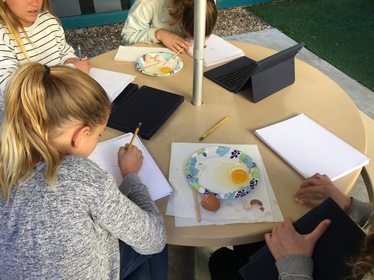 seelye7's tweet photo. Egg 🥚 Dissection using the 5E’s. Great fun. #sbsdedu https://t.co/tMX9IFgdA6