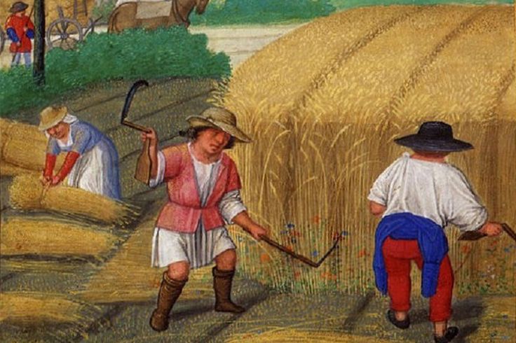 Clever people now ask: But if shorter stems are better for productivity, why did not our ancestors breed these in the first place? And, why do modern wheat breeds give about 4 times more grain than medieval wheat? Well, apart from needing the long stalks for crafts (thatching)...