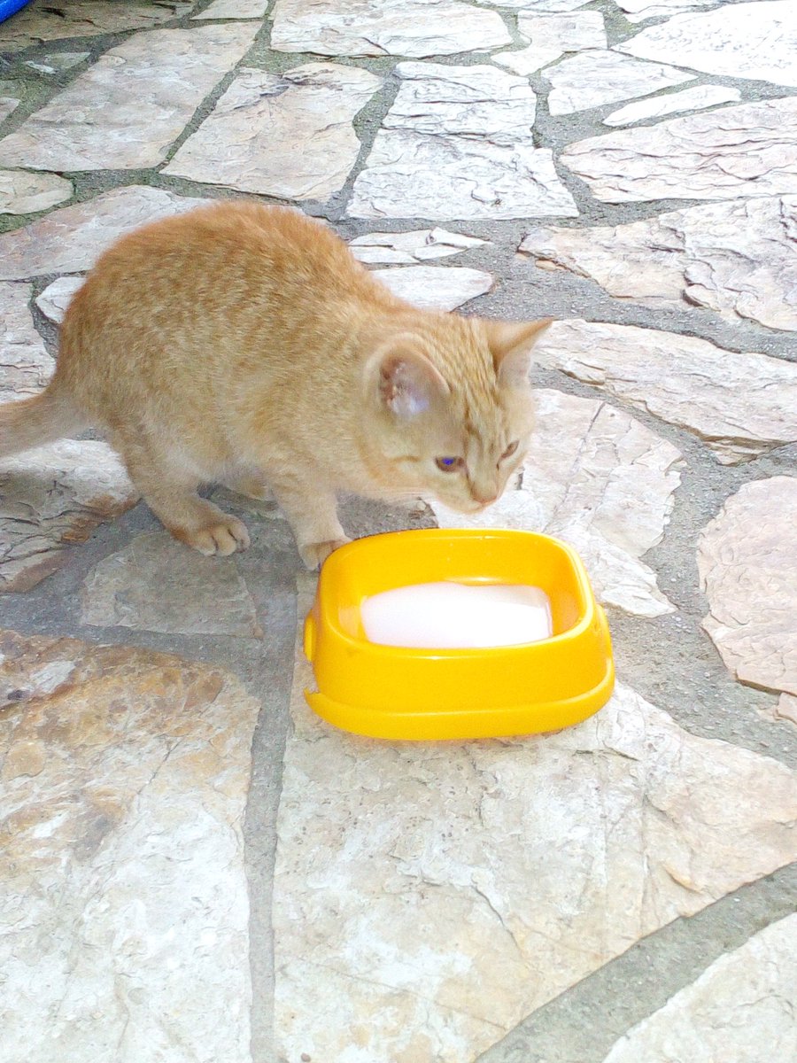 ellokodelparque's tweet photo. Encontrado un GATO PERDIDO por la zona de Arce (Piélagos, Cantabria). ¡Se ruega máxima difusión! https://t.co/lm7TAc8ASC