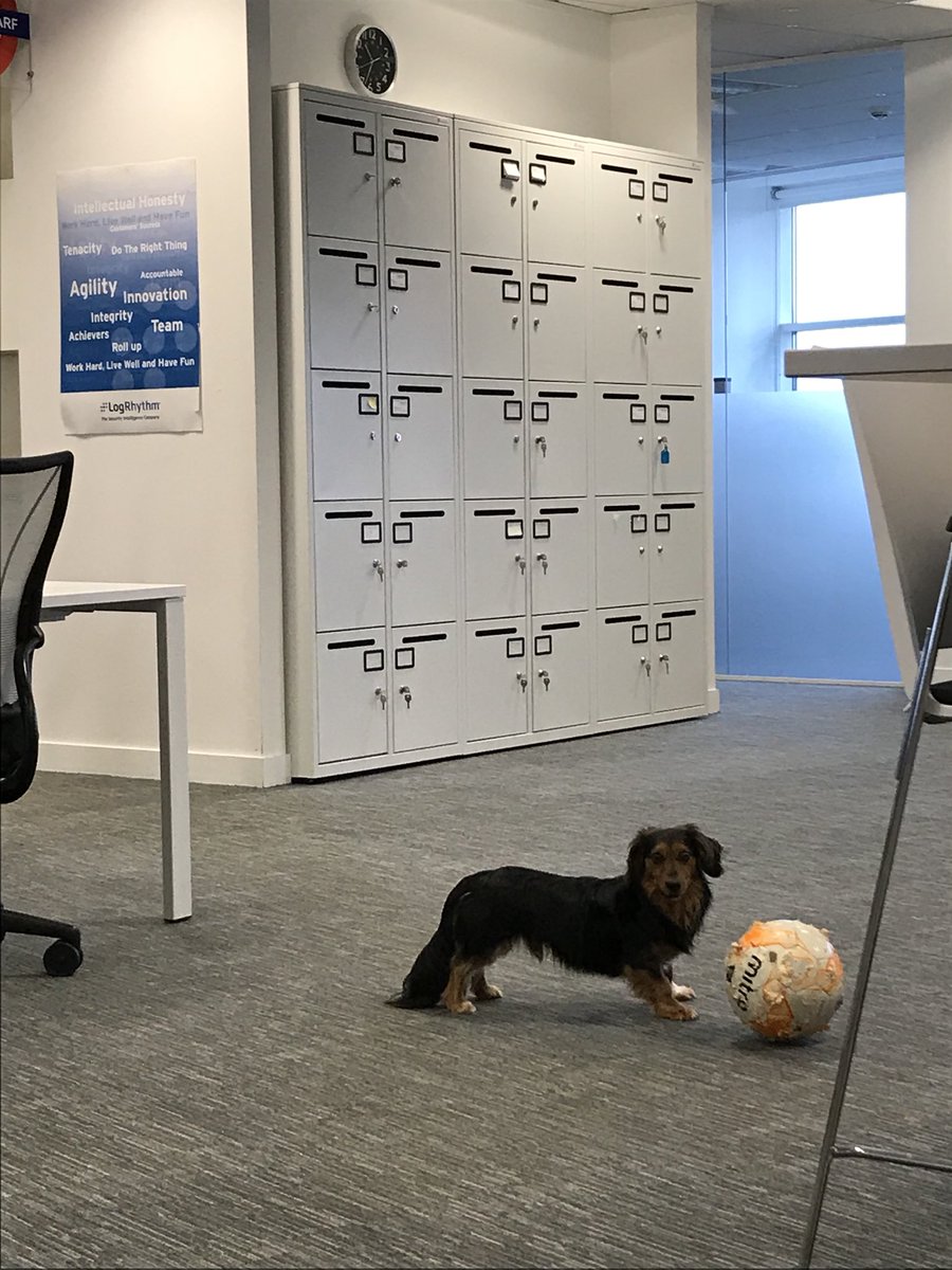 randallotto_85's tweet photo. Sox enjoyed coming into work today @LogRhythm although he’s pretty warn out now as was a busy day for him. Footballs to destroy, pizza for lunch, massage in the afternoon.  #lifeofsox #dogsatwork #dogfriendly #infosecwiener https://t.co/HmZj5Yn7RO