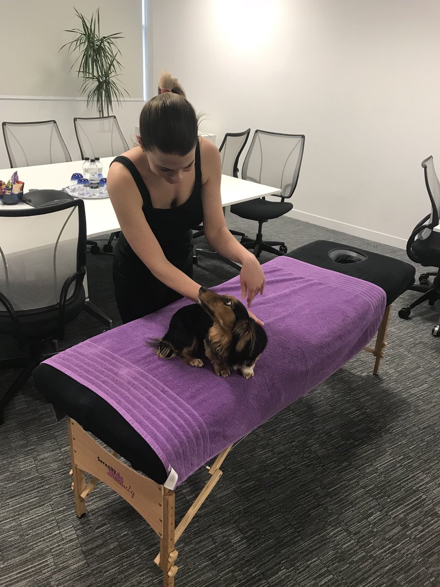 randallotto_85's tweet photo. Sox enjoyed coming into work today @LogRhythm although he’s pretty warn out now as was a busy day for him. Footballs to destroy, pizza for lunch, massage in the afternoon.  #lifeofsox #dogsatwork #dogfriendly #infosecwiener https://t.co/HmZj5Yn7RO