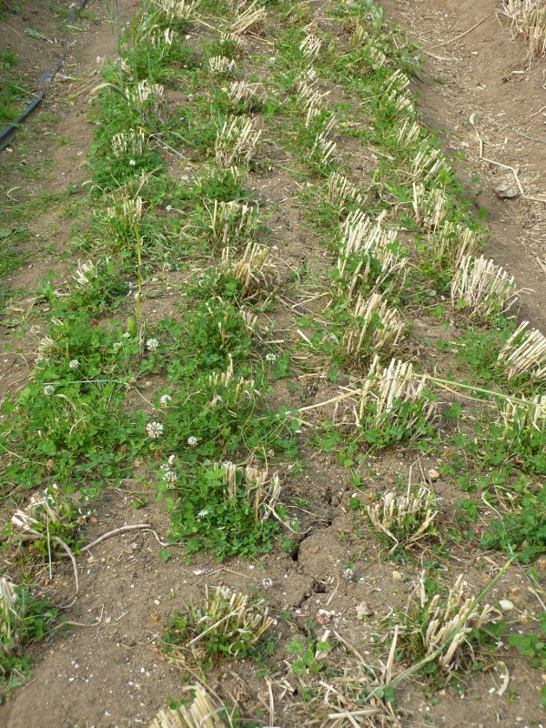 ...our ancestors did not have the option to launch chemical warfare on their fields (and dinner tables). So weeding was an important task: long stalks give less sunlight to the lower growing weeds, smothering them...