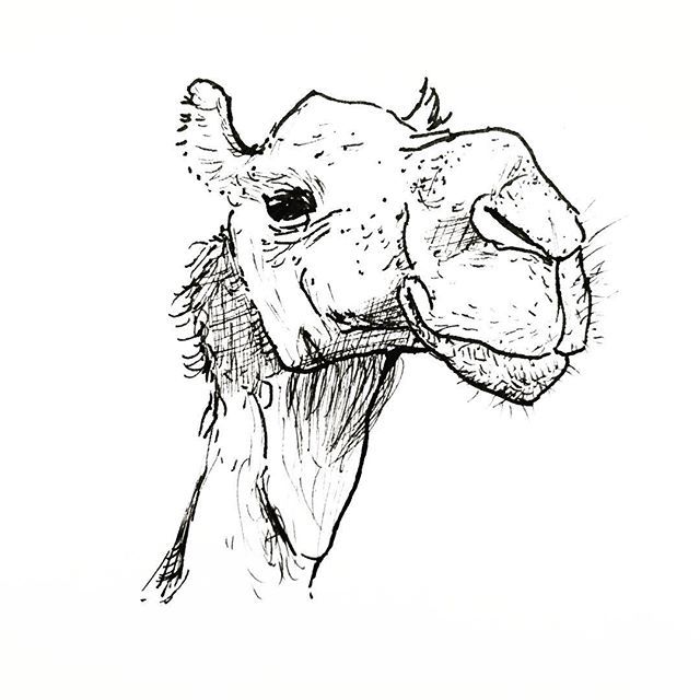 meownderthal's tweet photo. Could there be eyes like yours
Could there be lips like yours
Could there be smiles like yours
Honest and truly?
#pageant #botox #cameltime🐫 
#drawingthenews https://t.co/F7jrdGRNdr https://t.co/Bck7v7RO2z