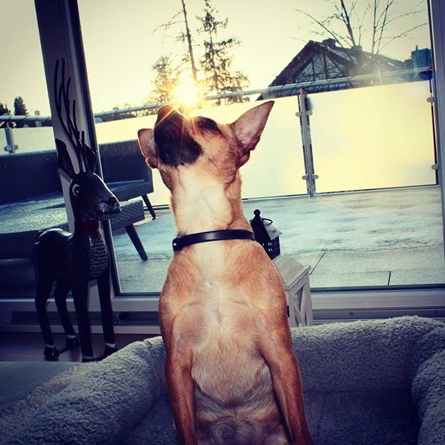 Reposting @lou_thechimix:
Oh sun you smell so good😍😍
•
•
•
petbox #dog #dogsandpals #mydogiscutest #sausagedogcentral  #dogs #petstagram