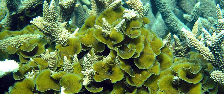 planto_pia's tweet photo. Learned about phase shifts in coral reef communities today with Dr. Craig Nelson of NOAA. When algae grows on reefs they exude DOM that foster pathogenic bacteria and hypoxic conditions. https://t.co/Dj9ZS9JNk7 #microbialization #ridge2reef #anthropologenicphaseshift
#nremseminar https://t.co/WWkeNZWhS6