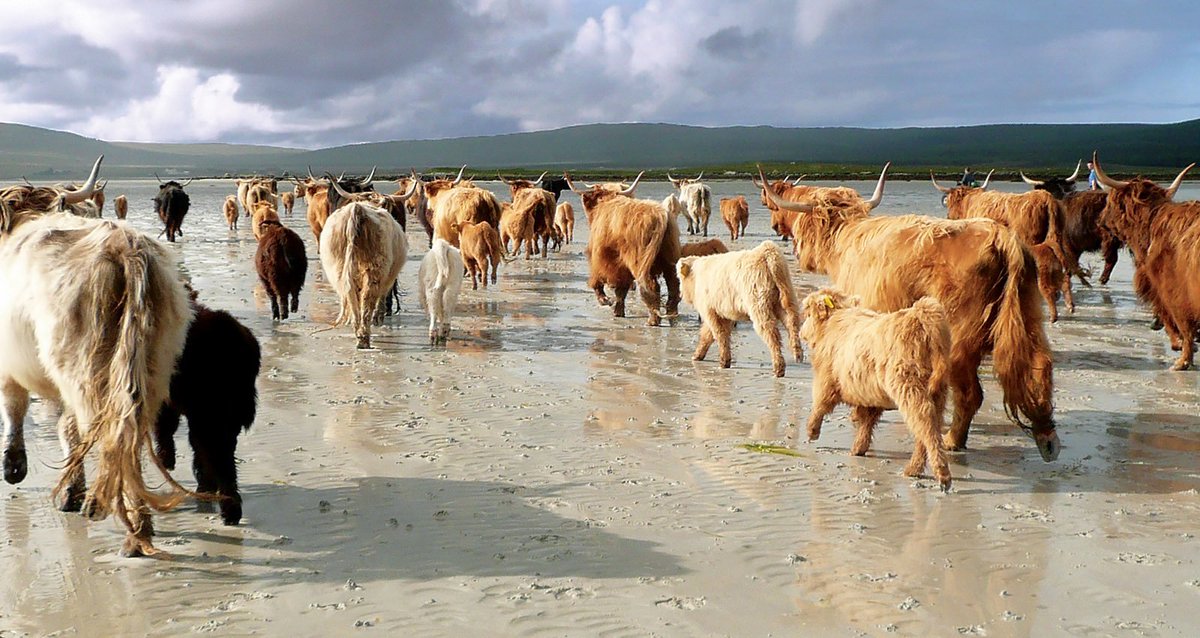It's #Burns Day, so a terrific excuse to post this beautiful photo of some #HighlandCows (the official cow of Scotland) on the beach. #HeilandCoo #farming