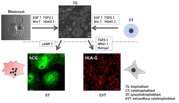 cellider's tweet image. Scientists culture human #placenta #stemcells for first time @tohokuuniPR tohoku.ac.jp/en/press/human…